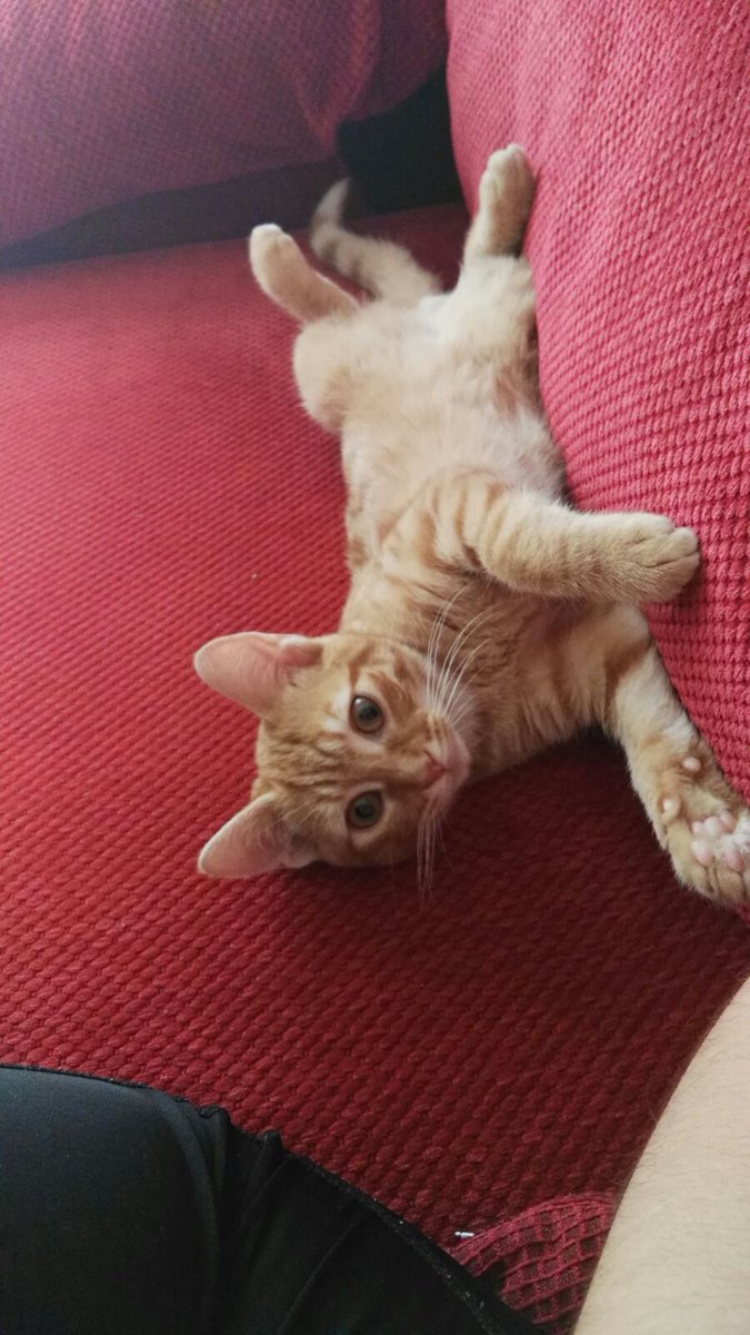 Ligoteo_US's tweet photo. Hola, busco alguien que se pueda quedar con este gatito, es urgente porfa, dadle mg https://t.co/5qg3caH0uR