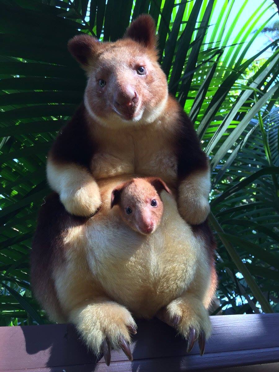 NamingCo's tweet photo. Four-eyed tummy bear #TheInternetNamesAnimals https://t.co/JKuWeJEO3u