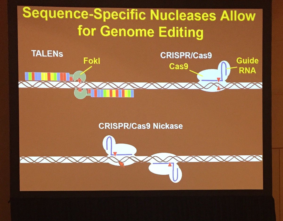 biocompare's tweet photo. Yuichiro Miyaoka Tokyo Metropolitan Institute testing #GenoneEditing on #iPSC #ddPCR #TAKENS #CRISPR #ISSCR2016 talk https://t.co/8Ha0qYeuAx