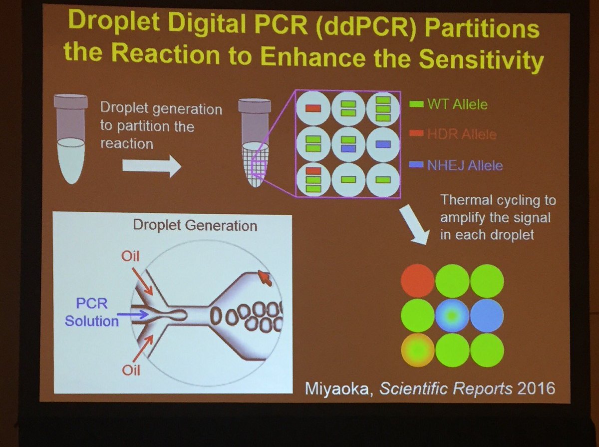 biocompare's tweet photo. Yuichiro Miyaoka Tokyo Metropolitan Institute testing #GenoneEditing on #iPSC #ddPCR #TAKENS #CRISPR #ISSCR2016 talk https://t.co/8Ha0qYeuAx