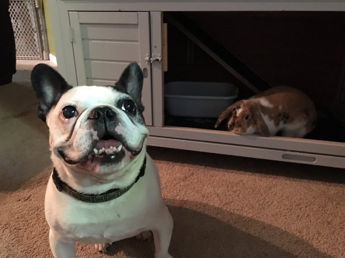 HugotheFrenchie's tweet image. Come out and play, Kona. I won't bite.