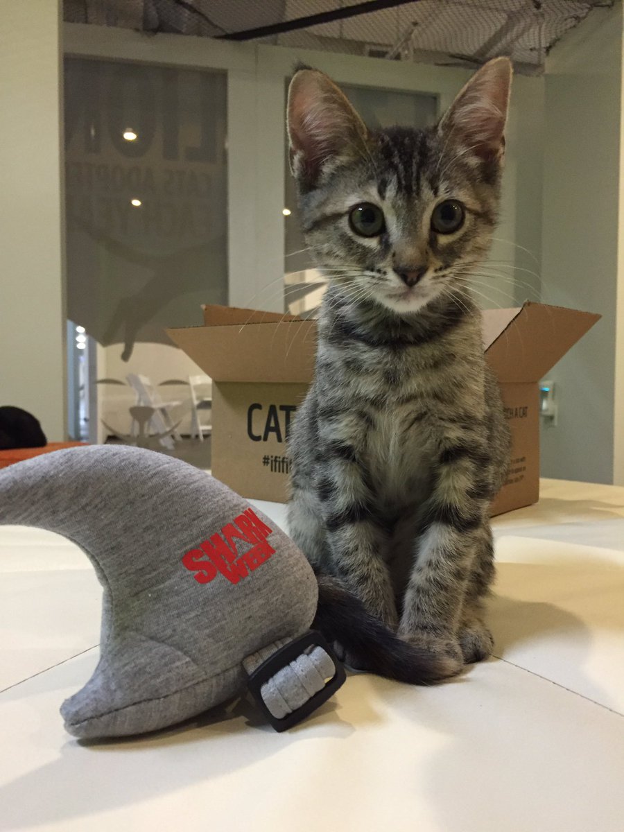 AnimalPlanet's tweet photo. This little @SharkWeek fan is up for adoption at @CatConLA! Check out @spcaLA on the 2nd floor. https://t.co/L5JbE0PMn2