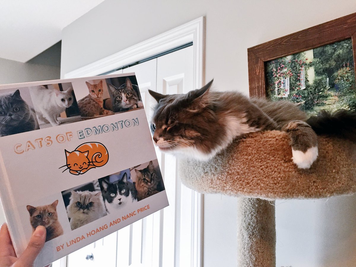 YEGCatFest's tweet photo. Mikey approves of the #CatsofEdmonton book! π»π» #yeg #yegpets #catsofyeg https://t.co/pqKyORPmdj