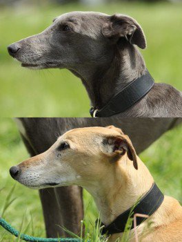 millypod1's tweet photo. FEZ &amp; FENEK ARE HOME SAFE :) THANKS FOR RT's 
#Godington nr #Bicester #Oxfordshire #OX27 https://t.co/OZYZB35ORH … https://t.co/hnWkcPT6z8