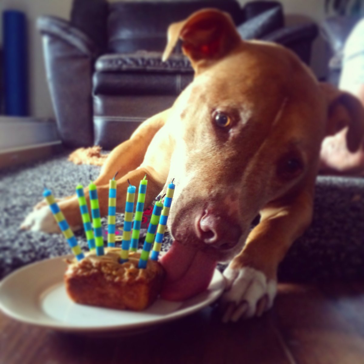 Happy Birthday Jim! #8yearsold #birthdayboy #pupcakes
