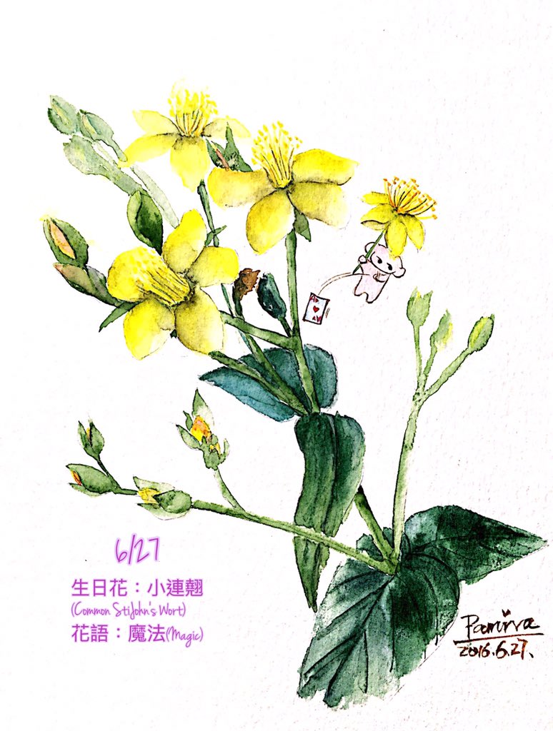 宇宙無敵啾咪熊on Twitter 6 27生日花 小連翹 Common Stijohn S Wort 花語 魔法 Magic 誕生石 珍珠生日密碼 防衛性攻擊https T Co Burjvqxhwc Twitter