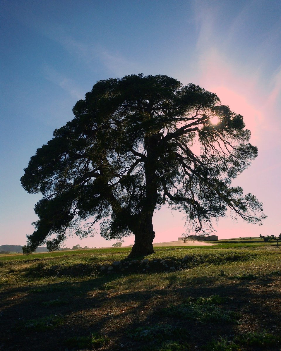 Toda la pradera es mi jardín. 
#arbol #tree #magic_tree # pino #pine #cielo #sky #skylovers