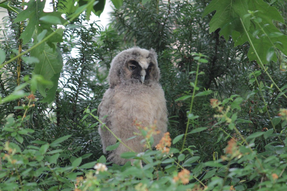 Sitzt bei uns im Garten auf dem Zaun. Baff! Genießen oder Handlungsbedarf weil Jungtier? <a href="/bund_net/">BUND</a> <a href="/NABU_de/">NABU 🦤</a>