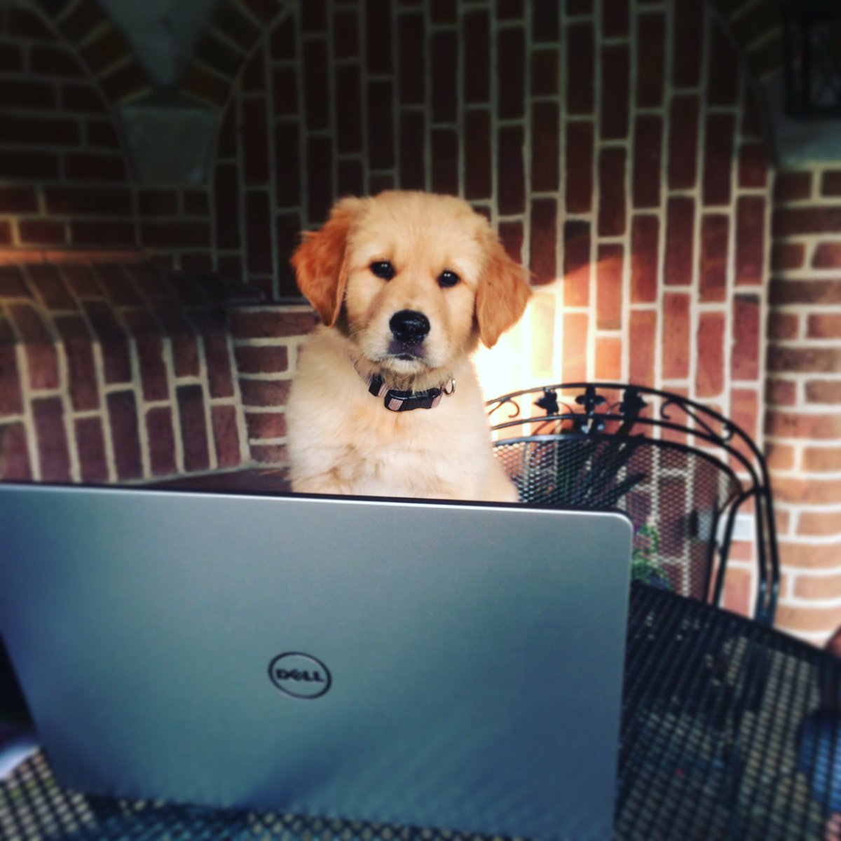 Laatste meeting voor de BeachParty. De pootjes worden dankzij George🐶 goed uit de mouwen gestoken. Tot 16 juli!