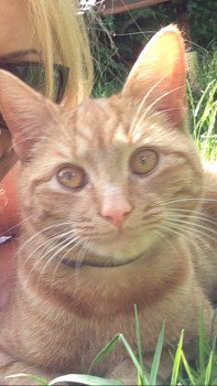 millypod1's tweet photo. #Lost YOUNG  Ginger Cat Male 
nr Stockingstone Road / Felstead Way #Luton #LU2 https://t.co/jrTrBfEqsh https://t.co/ylcmM5lLFY