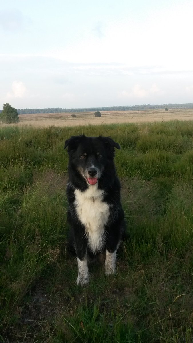 Aussie STAN (@heidert72) on Twitter photo 