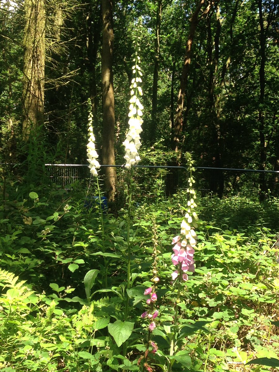 jane_hindmarch's tweet photo. #kombisketchtour went down to the woods... Wild and wonderful! #forrestrycommission #30DaysWild #foxgloves https://t.co/uwdyf1gY9M