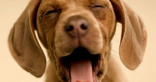 resharelist's tweet image. The 202 Best Animated Dog GIFs On The Internet resharelist.com/animated-dog-g…