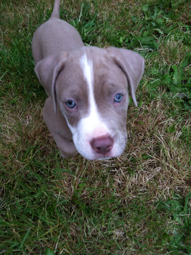 lilTrapJoshua's tweet photo. Percy the pit bull puppy https://t.co/ef7Gg633jg