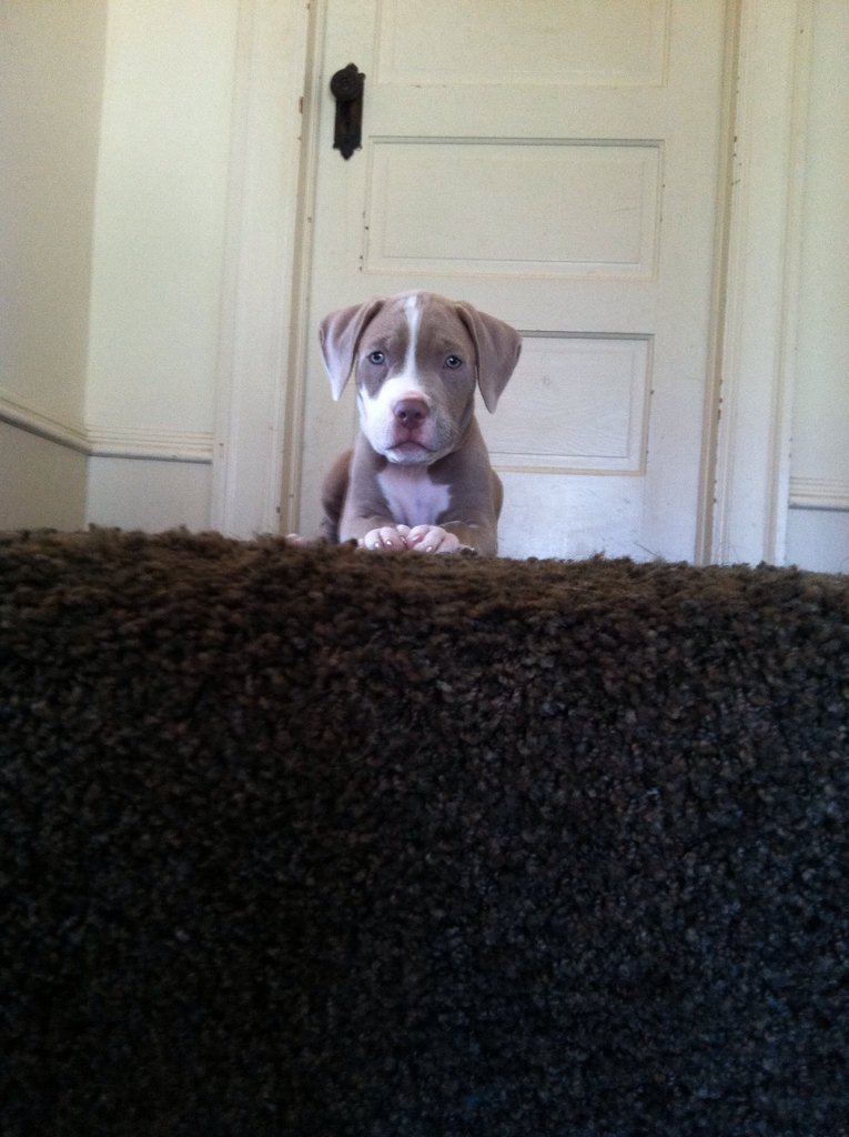 lilTrapJoshua's tweet photo. Percy the pit bull puppy https://t.co/ef7Gg633jg
