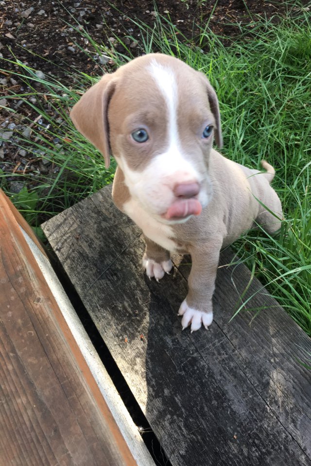 lilTrapJoshua's tweet photo. Percy the pit bull puppy https://t.co/ef7Gg633jg