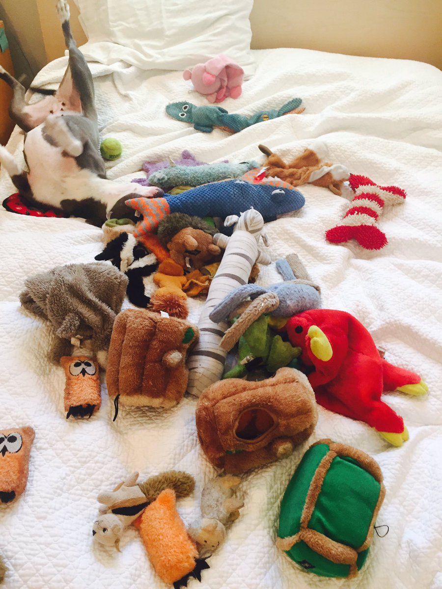 Julia_Buis's tweet photo. Lucy found Bear's toy box #toyexplosion #beardogbuis @NKLA #lovethatdoghollywood https://t.co/Vmru3UKoTz