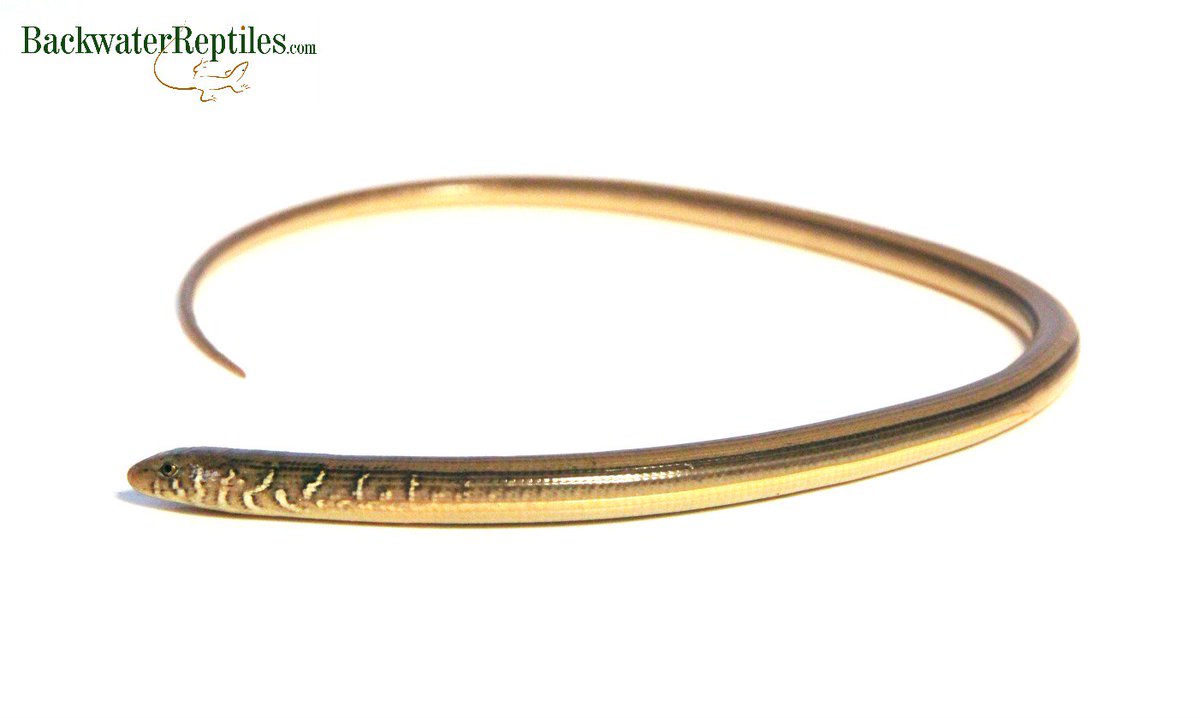 BackwtrReptiles's tweet photo. Head to https://t.co/PWxFonORjD to read up on the differences between #leglesslizards and snakes. #backwaterreptiles https://t.co/FNA3yd1xUT
