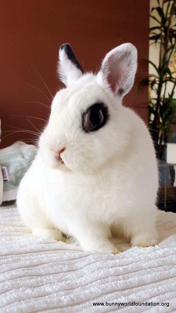 Jane is a little diva who is looking for a #fureverhome.She has quite the personality. #Adopt at your own risk. 😜