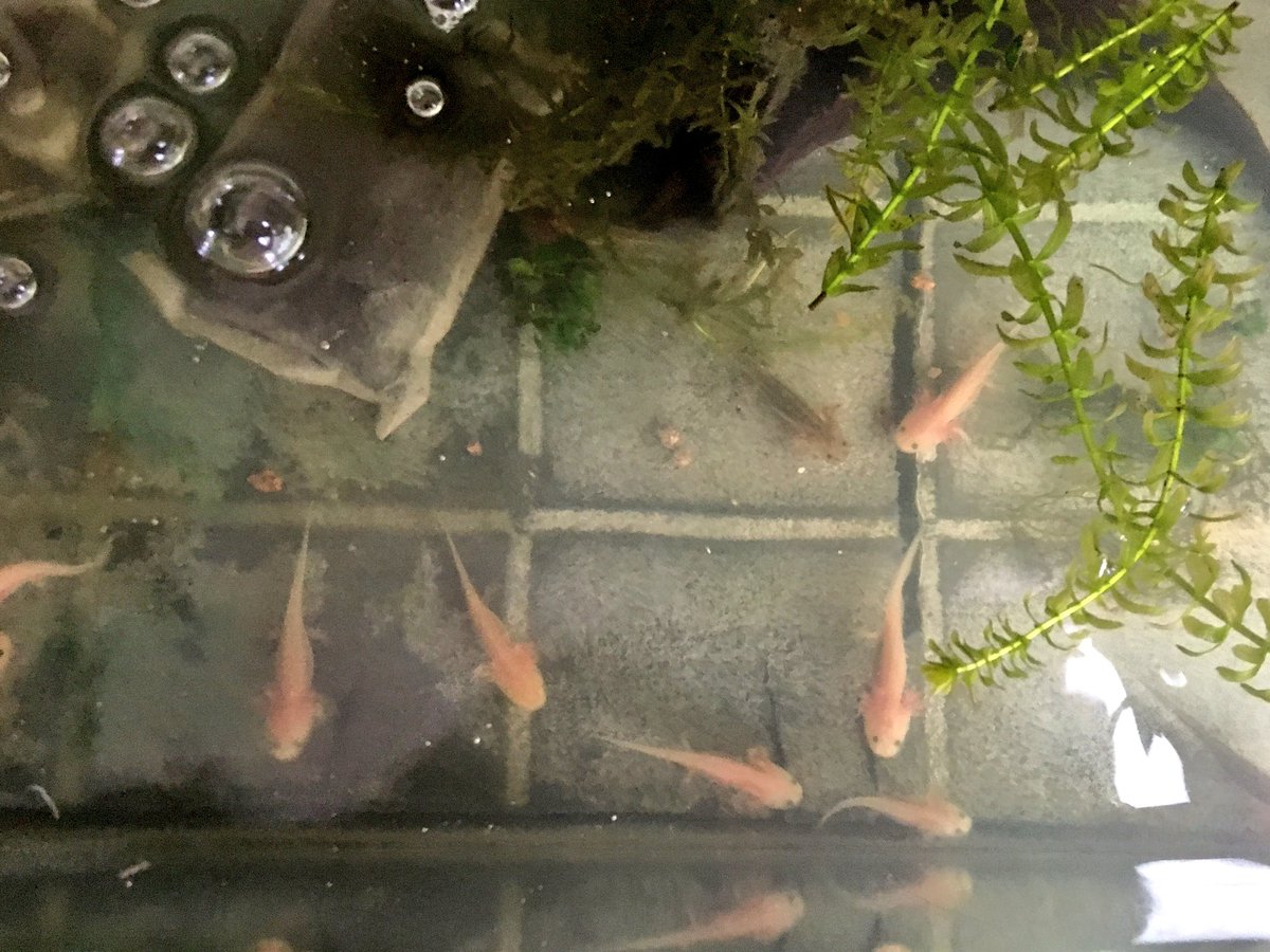 こめやん 里親募集 ウーパールーパーの里親を募集しています 今年の2月孵化 赤虫 フードが食べられるサイズです 3 4cmほど 個体差あり 体色はアルビノ ホワイト黒目 マーブル 1匹だけゴールデンっぽい子 梅田 三宮など阪急沿線での手渡し