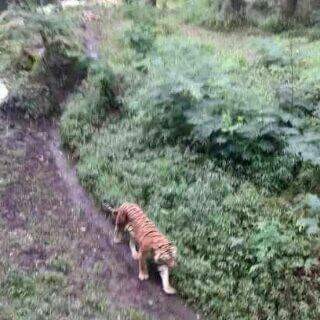 OrenBarat's tweet photo. hehe.. RT @PoohUltra Doi denger Jakmania rusuh dan, makanya turun dari Gn.Arjuno @OrenBarat https://t.co/kUlRArZEJr