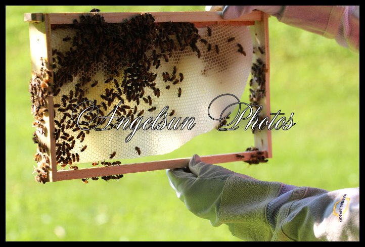 angelsunawares's tweet photo. Day 9 at the @flowhive #PollinatorWeek2016 #bees #beekeeping #foundationlessframe #honeycomb #bee #beekeeper https://t.co/T0QNBxeQ2y