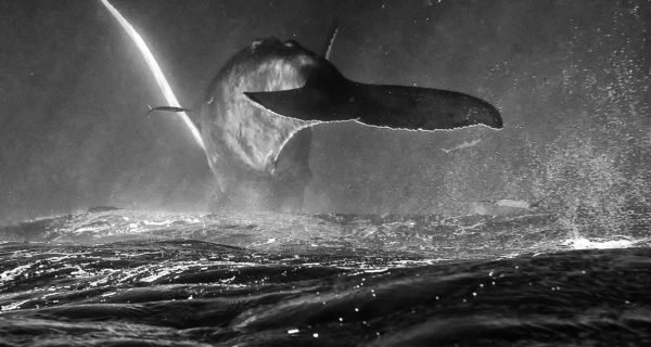 MissionBlue's tweet photo. Yipee! A Plan Is in the Works to Mute #Ocean Noise #Pollution https://t.co/KFCaxnt5Yb https://t.co/iaLs8KgJku