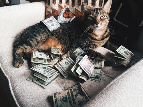 purrivilege's tweet image. don't talk to me