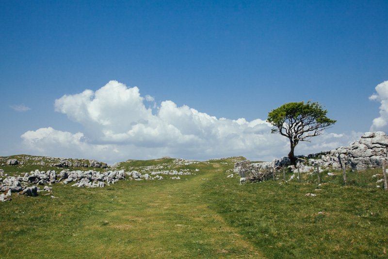 kaleandkbells's tweet photo. A lone tree on the Malham Cove walk #microventure #malhamcove #walking https://t.co/vmVO8tD12m