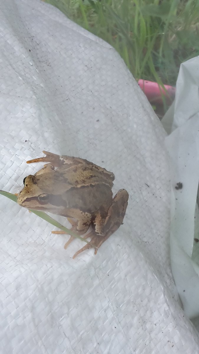 growyourown66's tweet photo. Have encountered a little friend in my polytunnel this past fortnight.#welcomekermit https://t.co/vrRbA4xn1w