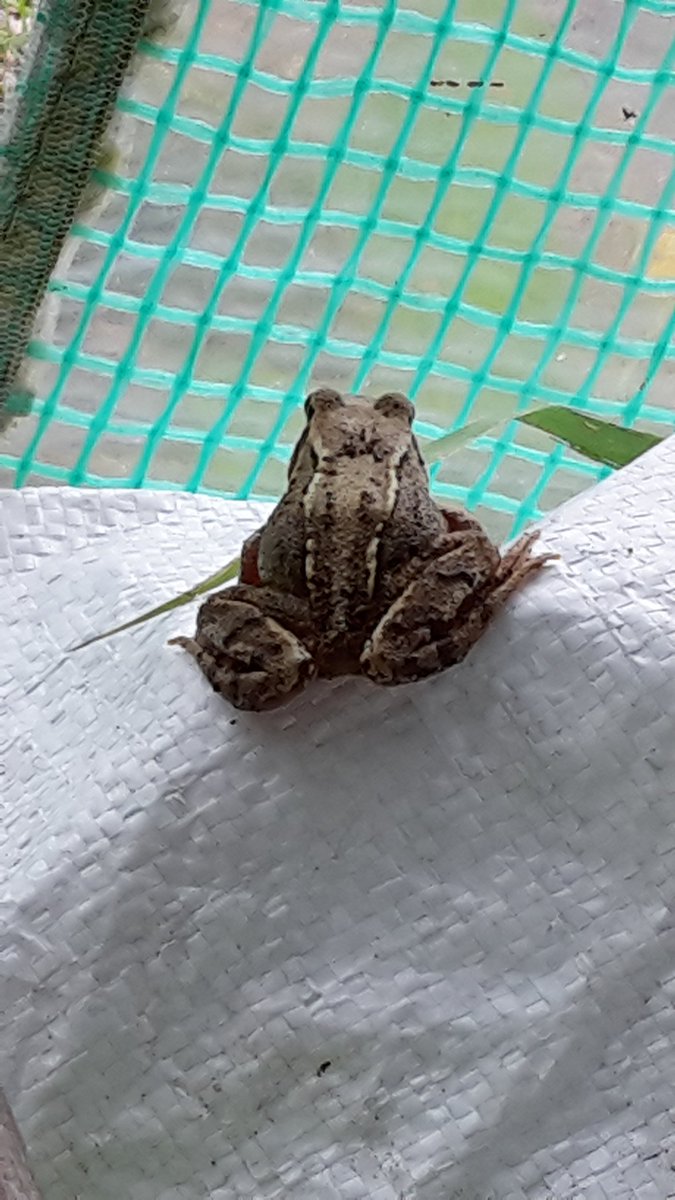 growyourown66's tweet photo. Have encountered a little friend in my polytunnel this past fortnight.#welcomekermit https://t.co/vrRbA4xn1w