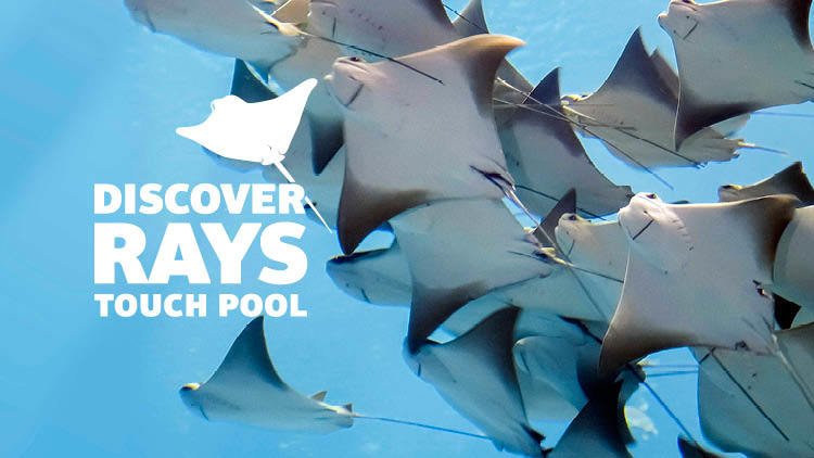 vanaqua's tweet photo. Come get up-close and personal with cownose rays and southern stingrays at #DiscoverRays. https://t.co/6odj0YoF3J https://t.co/un1Yt1ikgm