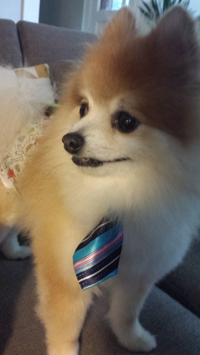 aaronmfking's tweet photo. The straight-laced sarge. #dogcop https://t.co/KUZvnRMCn9