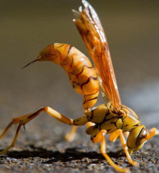 PastorWayTay's tweet photo. "Jesus came to destroy the devil's works ." I smashed a Wasp today! #StingerGone #CalvaryMLT #Sunday9&amp;11am https://t.co/1JdVhp76jh