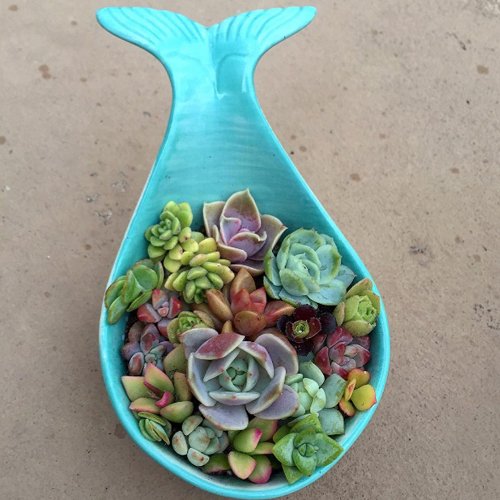 arizonapottery's tweet photo. Idea: Turn a colorful serving dish into a succulent garden planter. #pottery #pots #planters #DIY #uniquepots https://t.co/6f7XUWsYK3
