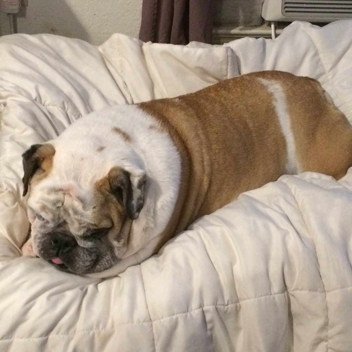_daisychild_'s tweet photo. Fell in love with this #EnglishBulldog this week!
Sweet girl named Gertie!
#bullylove #needmyown https://t.co/e2gpVYt5PZ