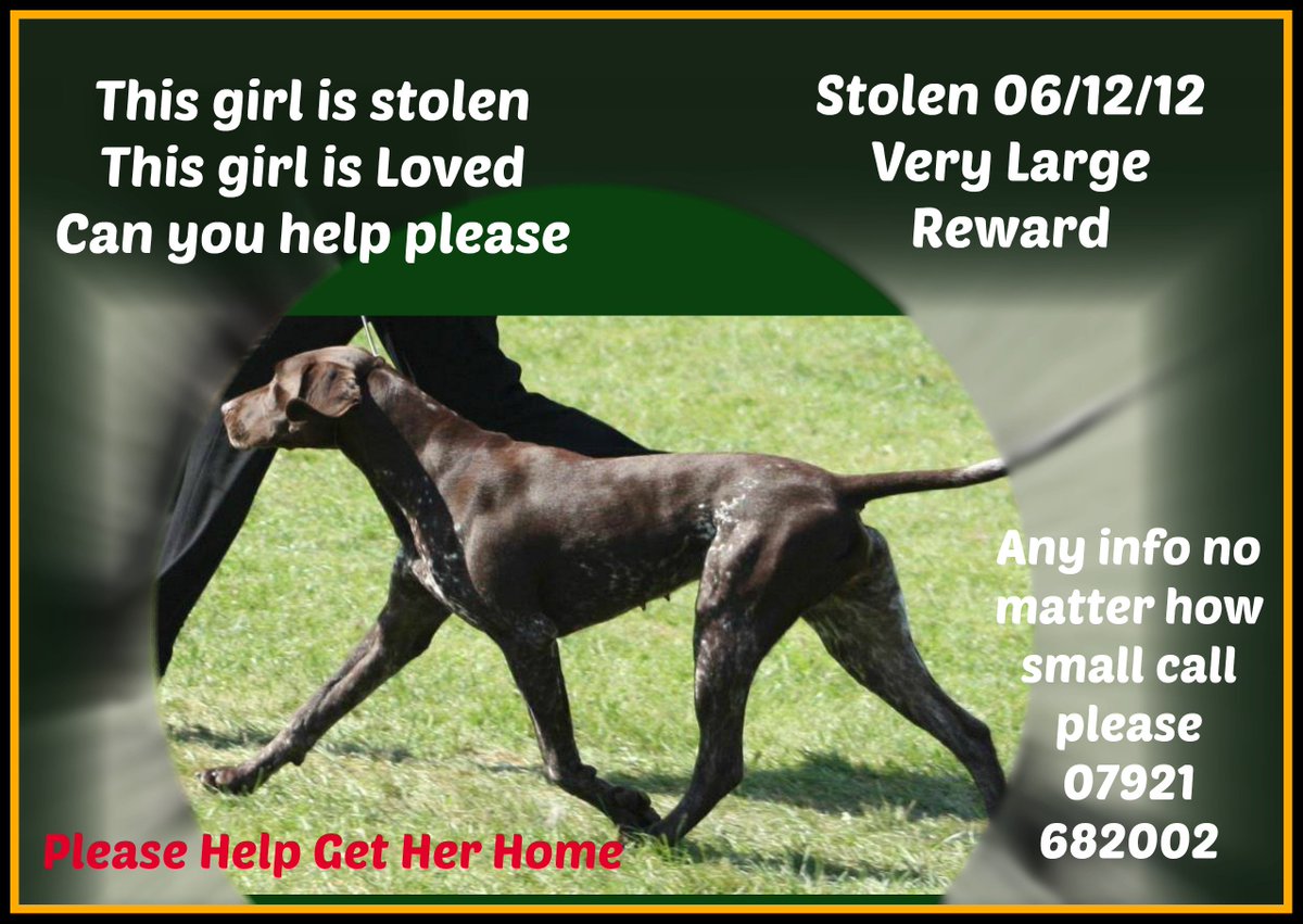 FindOurPup's tweet image. GSP stolen since 06/12/12 from #Barnsley Very loved and missed. Do U know where she is?
#FindAngel 4 years 2 day