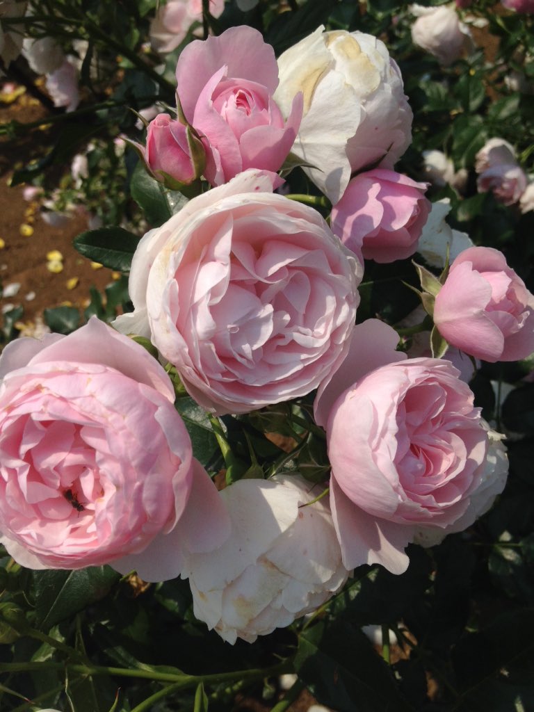 Chiko N 雨に打たれると花びらが傷むよね 花巻温泉のバラ園って入場料 あったんだ もうちょっと手入れしてくれたらねえ コレは与野公園の中にあるバラ園の薔薇ちゃん 終わりかけだったけど 枯れかけの花は摘んであったな