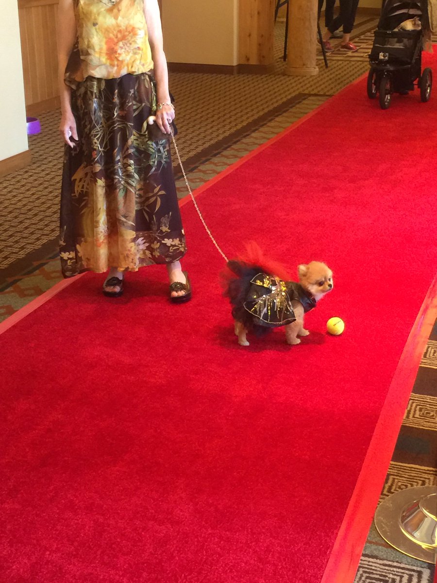 It is time! The start of the red carpet event
#blogpaws