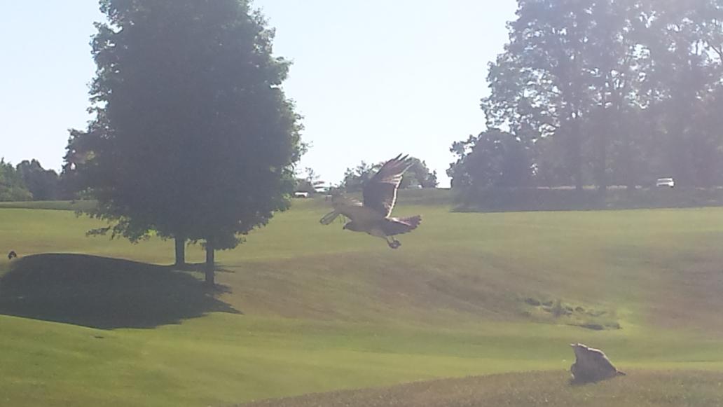 EVCCGrounds's tweet photo. Mating pair of hawks on Ridge #1. https://t.co/7nllhbYRZ5