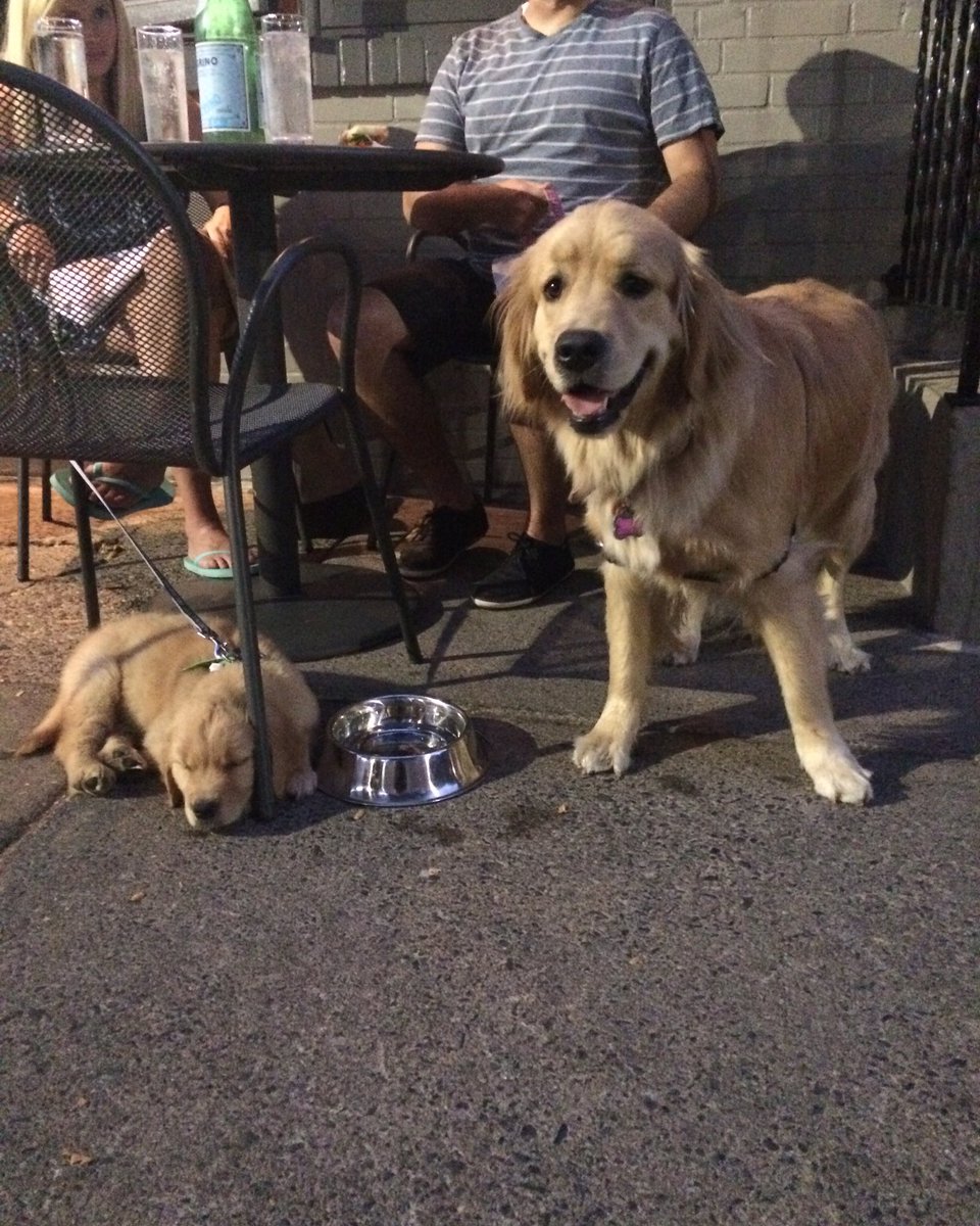 TriaPhilly's tweet photo. underage / of age at Tria Fitler Square #dogsoftria #triaphilly https://t.co/SdfoAce96Y