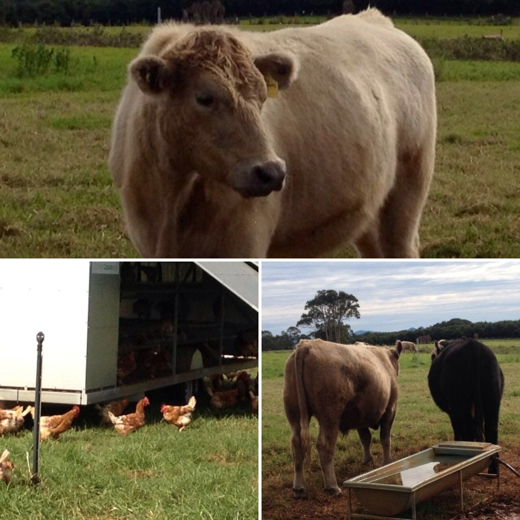 snozzlebox's tweet photo. #moo https://t.co/6YSloBCtKt