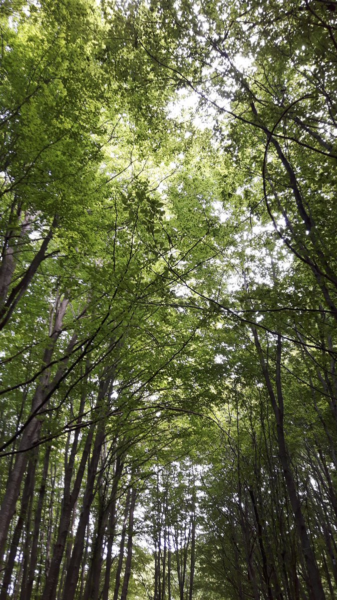 Il bosco è così ... ti chiude in sé e ti  allontana dal resto del mondo. 
#natura #amore #fotografia