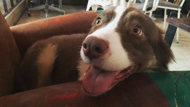wzmind's tweet photo. _911007 : 귀요미 #njMelly #australianshepherd #australianshepherdsofinstagram #redaussie #red… https://t.co/P8K528vnmE) https://t.co/2o3wbra4QR