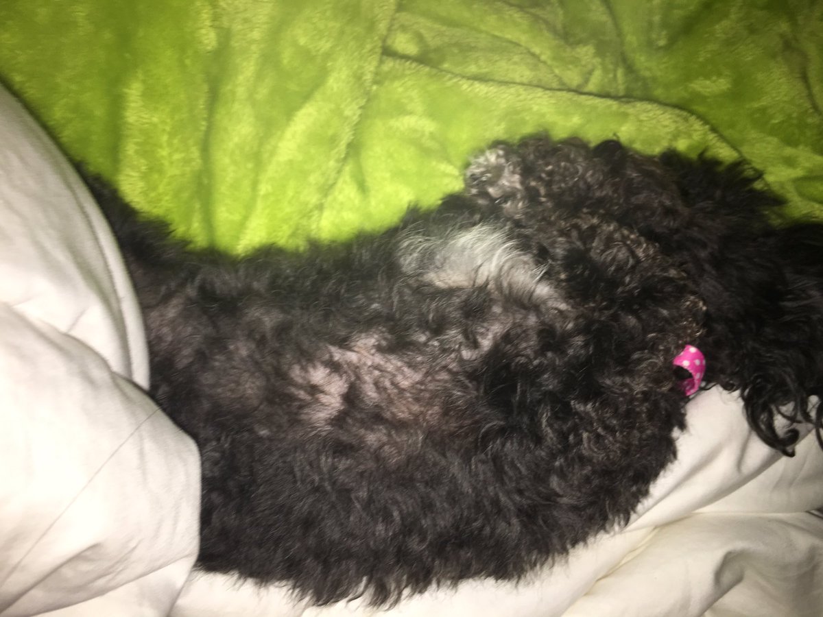 officialcsoares's tweet photo. my lil baby ❤️🐩🐾 https://t.co/Ztohnangs9