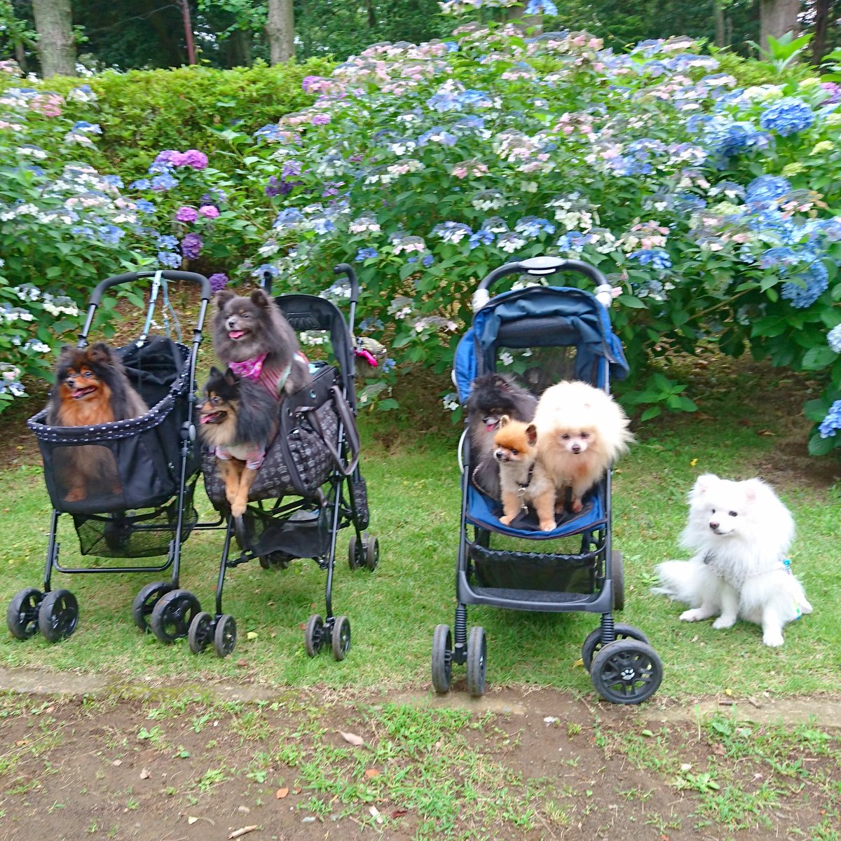 hkb3tanpopo's tweet photo. 里見公園にて☆
集合写真②
大きな紫陽花がありました~♪
#日本スピッツ #小さな日本スピッツ #スピッツ #ポメラニアン #保護犬 #里見公園 #紫陽花 #JapaneseSpitz #MinimumJapaneseSpitz https://t.co/soDTPWs66b