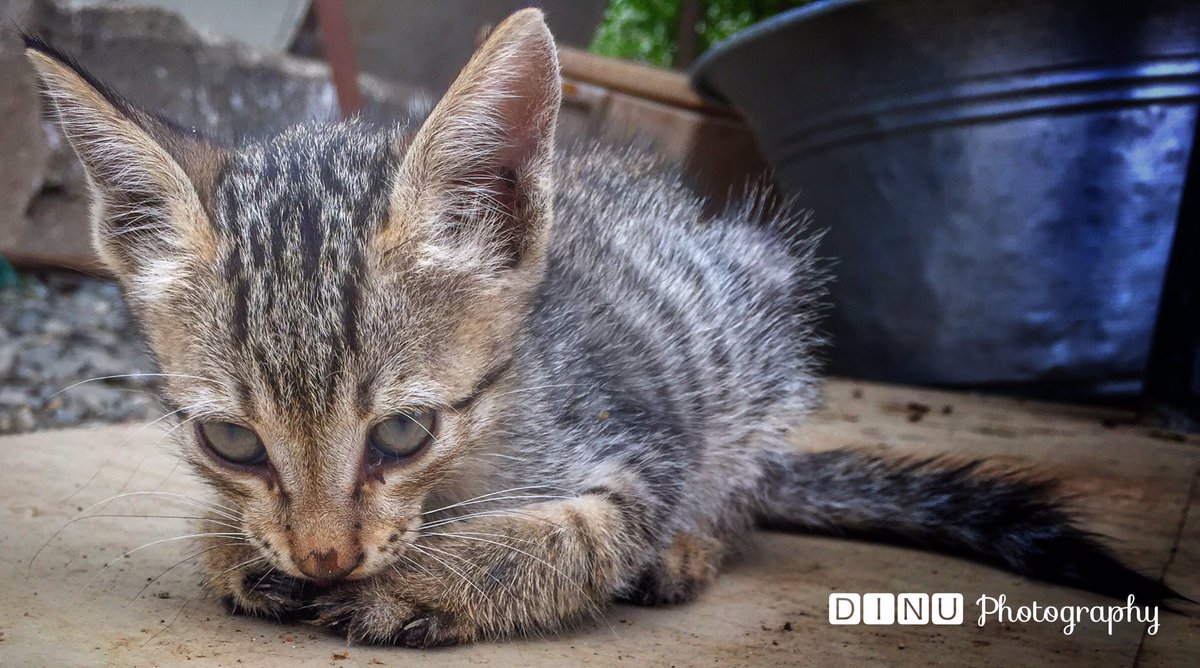 Cute Kitten 

#DinuPhotography