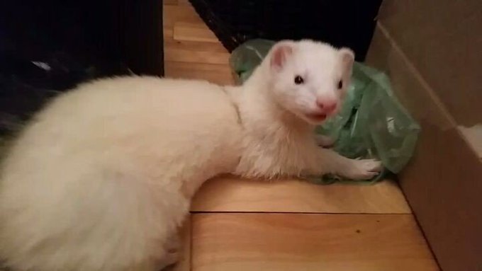 How can you not love his derpy face!! 💕💗 #social #ferret #ferretsofinstagram #ferrets #pet&hellip; https://t<a href="/tag/social"class="tags">#social</a><a href="/tag/pet"class="tags"><span>#pet</span></a><a href="/tag/ferret"class="tags"><span>#ferret</span></a><a href="/tag/ferrets"class="tags"><span>#ferrets</span></a><a href="/tag/ferretsofinstagram"class="tags"><span>#ferretsofinstagram</span></a>