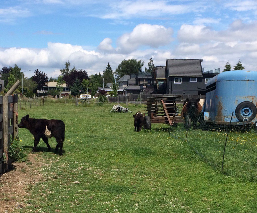 KarenTamWoohoo's tweet photo. Picked berries, cherries &amp; cooed over these 2 cuties @Harold_Steves' farm. Reminder why we need #ALR #bcfarm #bcpoli https://t.co/zTESM5gwLe