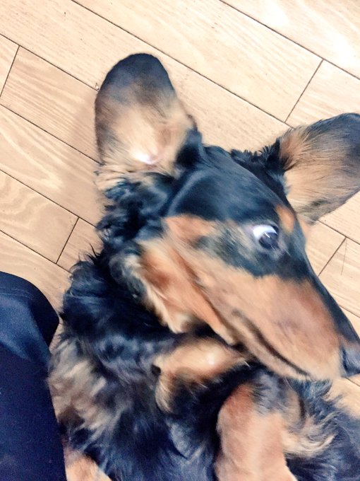 散歩嫌いのtwitterイラスト検索結果 古い順